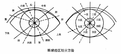 眼白有身体各器官的反射区.